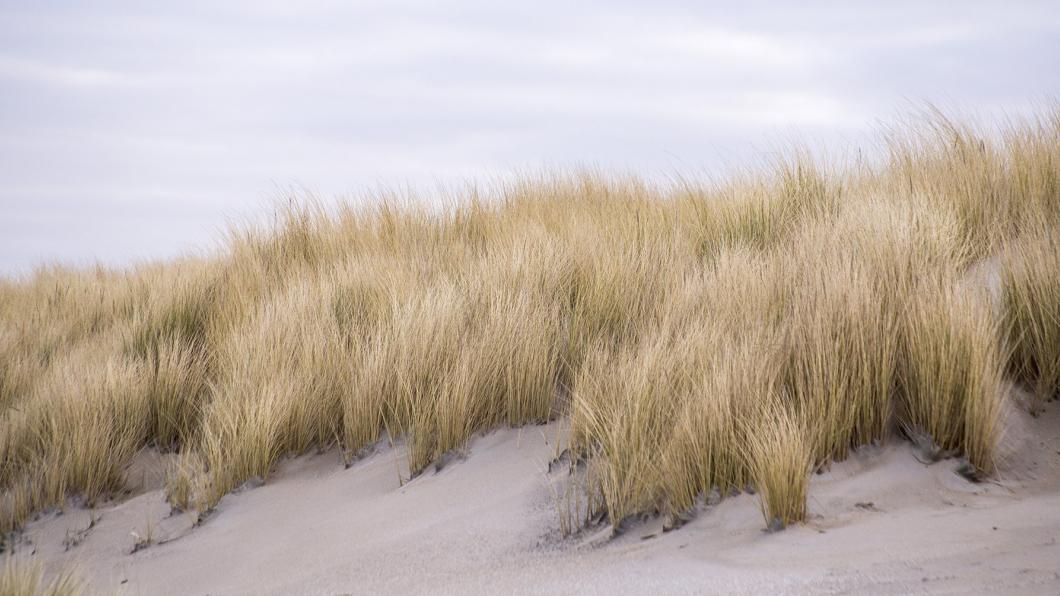 Duinen