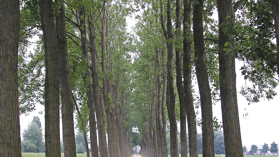 Hazerswoude_-_Laantje_met_bomen.jpg