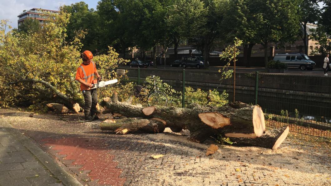 Kap van bomen aan de Toussaintkade Kap van bomen aan de Toussaintkade