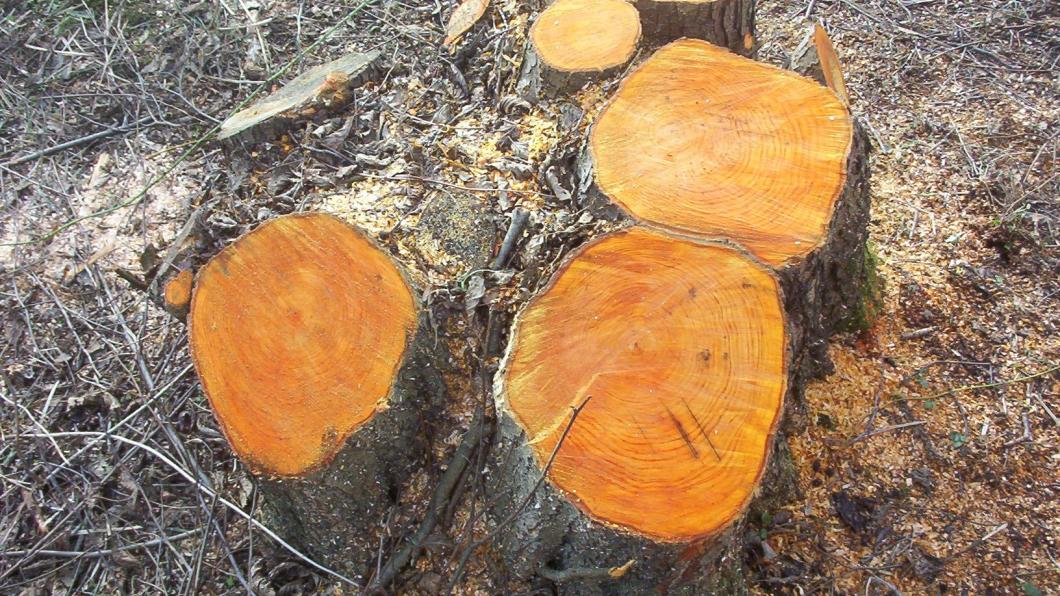 Coppice_stool.jpg
