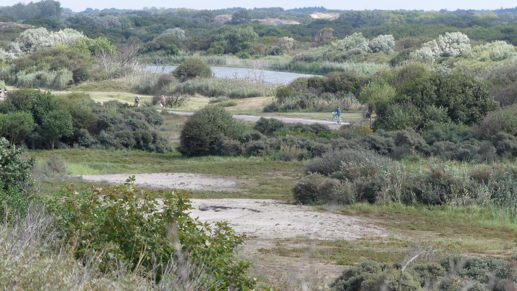 Meijendel_P1290168.jpg