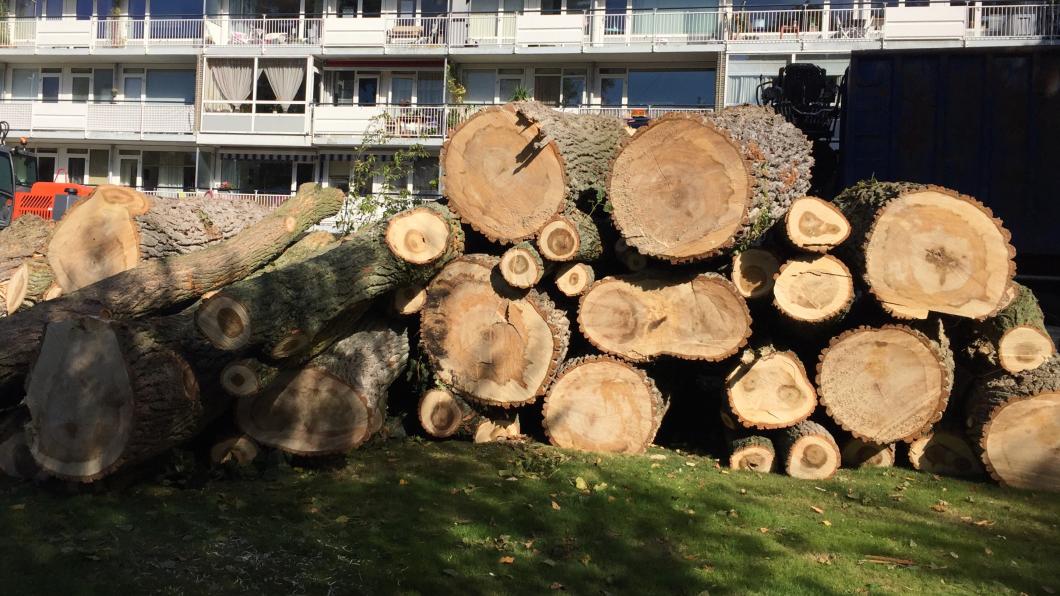 Gekapte populieren in Mariahoeve Gekapte populieren in Mariahoeve