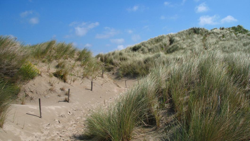 Duinen
