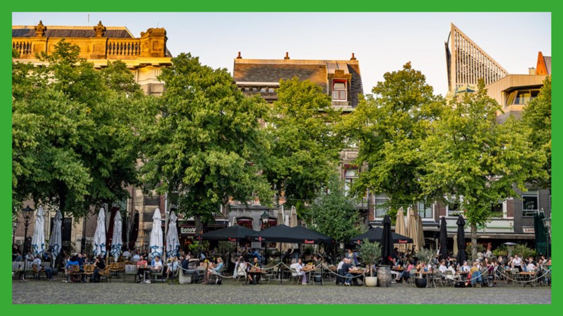 Rij bomen op het Plein in Den Haag