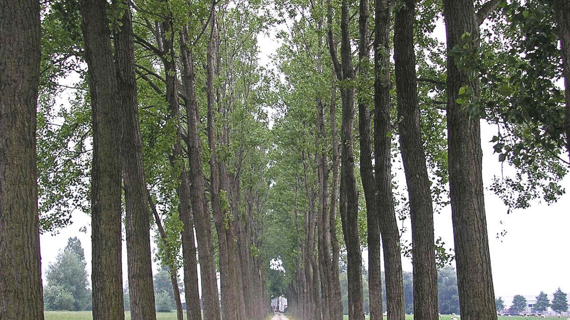Hazerswoude_-_Laantje_met_bomen.jpg