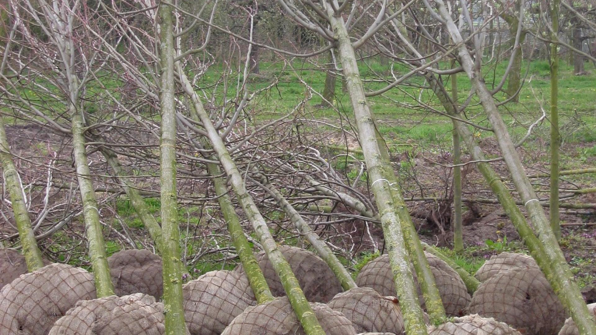 Bomen_(Lindes)_met_kluit.jpg